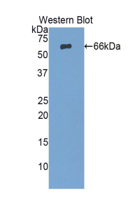 Polyclonal Antibody to Channel Activating Protease 1 (CAP1)