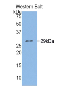 Polyclonal Antibody to Chloride Channel Accessory 1 (CLCA1)