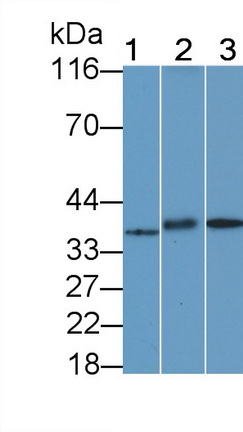 Polyclonal Antibody to G Protein Coupled Receptor 35 (GPR35)