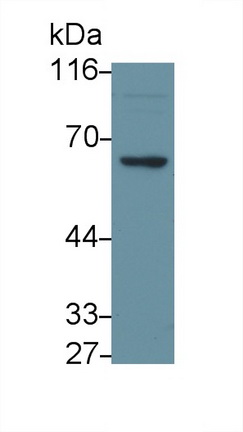 Polyclonal Antibody to TNF Receptor Associated Factor 6 (TRAF6)