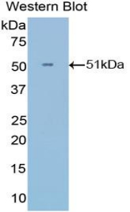 Polyclonal Antibody to Interferon Alpha 21 (IFNa21)