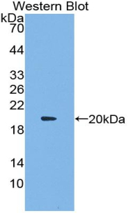 Polyclonal Antibody to Interferon Alpha 13 (IFNa13)