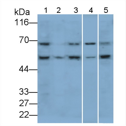 Polyclonal Antibody to Serine/Threonine Kinase 3 (STK3)
