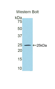 Polyclonal Antibody to Peroxisome Proliferator Activated Receptor Gamma Coactivator 1 Alpha (PPARgC1a)