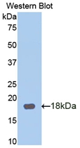 Biotin-Linked Polyclonal Antibody to Periostin (POSTN)
