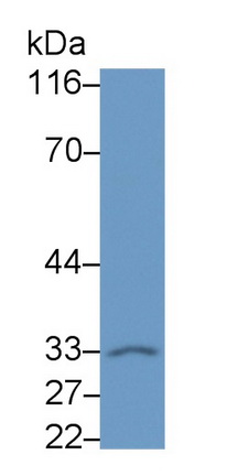 Polyclonal Antibody to Neurogenic Differentiation 6 (NEUROD6)