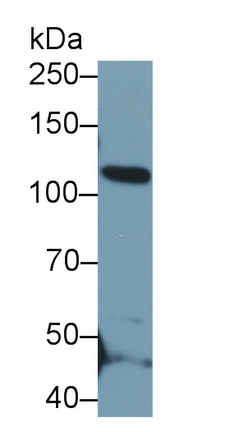 Polyclonal Antibody to Elastin Microfibril Interface Located Protein 2 (EMILIN2)