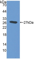 Polyclonal Antibody to Elastin Microfibril Interface Located Protein 2 (EMILIN2)