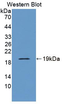 Polyclonal Antibody to Nuclear Distribution Gene C Homolog (NUDC)