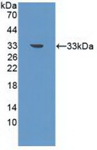 Polyclonal Antibody to Phosphoinositide-3-Kinase Class 3 (PIK3C3)