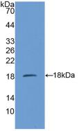 Polyclonal Antibody to Succinate Dehydrogenase Complex Subunit D (SDHD)