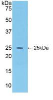 Polyclonal Antibody to Fibroblast Growth Factor 15 (FGF15)