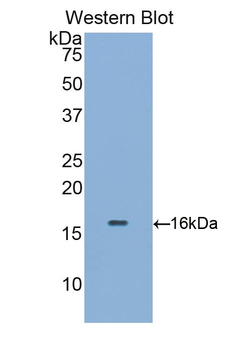 Biotin-Linked Polyclonal Antibody to CD5 Antigen Like Protein (CD5L)