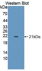 Polyclonal Antibody to Family With Sequence Similarity 3, Member B (FAM3B)