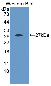 Polyclonal Antibody to Family With Sequence Similarity 3, Member B (FAM3B)