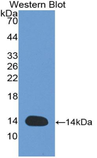 Biotin-Linked Polyclonal Antibody to Glial Cell Line Derived Neurotrophic Factor Receptor Alpha 1 (GFRa1)