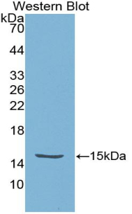 Polyclonal Antibody to High Temperature Requirement Factor A1 (HTRA1)