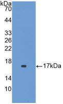 Polyclonal Antibody to Interleukin 1 Family, Member 9 (IL1F9)