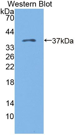 Polyclonal Antibody to Kazal Type Serine Protease Inhibitor Domain Containing Protein 1 (KAZALD1)