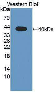Polyclonal Antibody to Wingless Type MMTV Integration Site Family, Member 4 (WNT4)