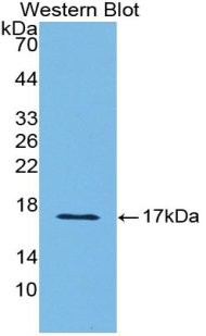 Polyclonal Antibody to Semaphorin 3A (SEMA3A)