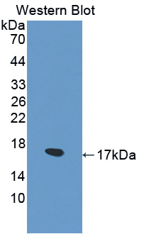 Biotin-Linked Polyclonal Antibody to Semaphorin 3A (SEMA3A)