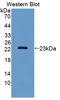 Polyclonal Antibody to Splicing Factor 3B Subunit 3 (SF3B3)