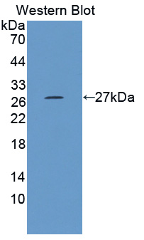 Polyclonal Antibody to HAUS Augmin Like Complex Subunit 7 (HAUS7)