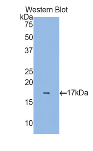 Polyclonal Antibody to Retinol Binding Protein 7, Cellular (RBP7)