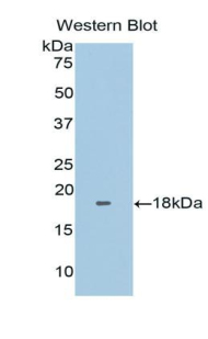 Polyclonal Antibody to Fibronectin Type III Domain Containing Protein 5 (FNDC5)