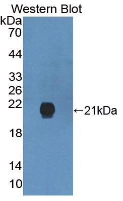 Polyclonal Antibody to Gremlin 2 (GREM2)