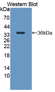 Polyclonal Antibody to TAK1 Like Protein (TAK1L)