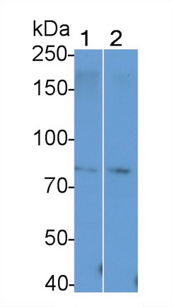 Polyclonal Antibody to T-Cell Activation Rho GTPase Activating Protein (TAGAP)