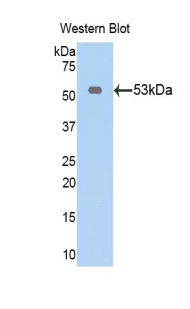 FITC-Linked Polyclonal Antibody to Wingless Type MMTV Integration Site Family, Member 10A (WNT10A)