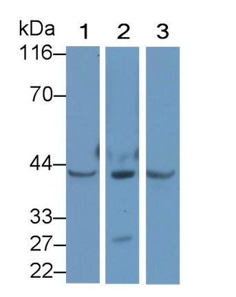 Polyclonal Antibody to Wingless Type MMTV Integration Site Family, Member 5A (WNT5A)