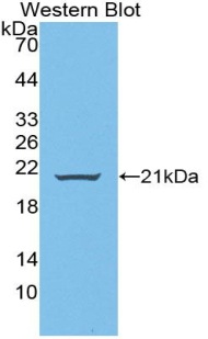Polyclonal Antibody to Wingless Type MMTV Integration Site Family, Member 11 (WNT11)