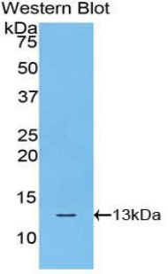 Polyclonal Antibody to Histone Cluster 1, H4a (HIST1H4A)
