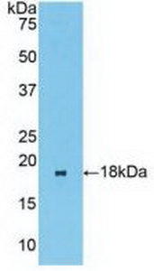 Polyclonal Antibody to Bcl2 Like Protein 11 (BCL2L11)