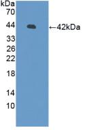Polyclonal Antibody to Defensin Beta 126 (DEF<b>b126</b>)