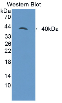 Polyclonal Antibody to G Protein Gamma 8 (GNg8)