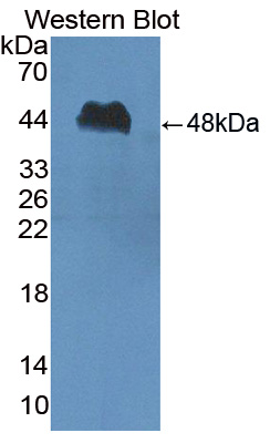 Polyclonal Antibody to Peptidase Inhibitor 16 (PI16)