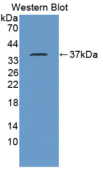 Polyclonal Antibody to A Disintegrin And Metalloprotease 1 (ADAM1)