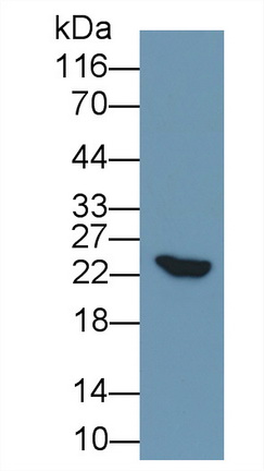 Polyclonal Antibody to Mab21 Domain Containing Protein 1 (MB21D1)