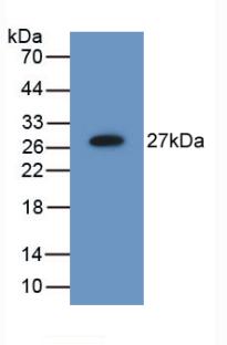 Polyclonal Antibody to Mab21 Domain Containing Protein 1 (MB21D1)