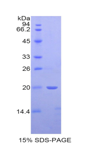 Recombinant Bone Morphogenetic Protein 4 (BMP4)