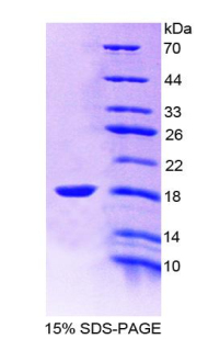 Recombinant Bone Morphogenetic Protein Receptor 1A (BMPR1A)