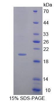 Recombinant Matrix Metalloproteinase 13 (MMP13)