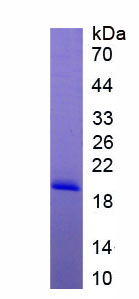 Recombinant Cluster Of Differentiation 30 Ligand (CD30L)