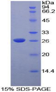 Recombinant Deoxyribonuclease I Like Protein 2 (DNASE1L2)