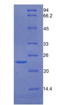 Recombinant Growth Arrest Specific Protein 6 (GAS6)